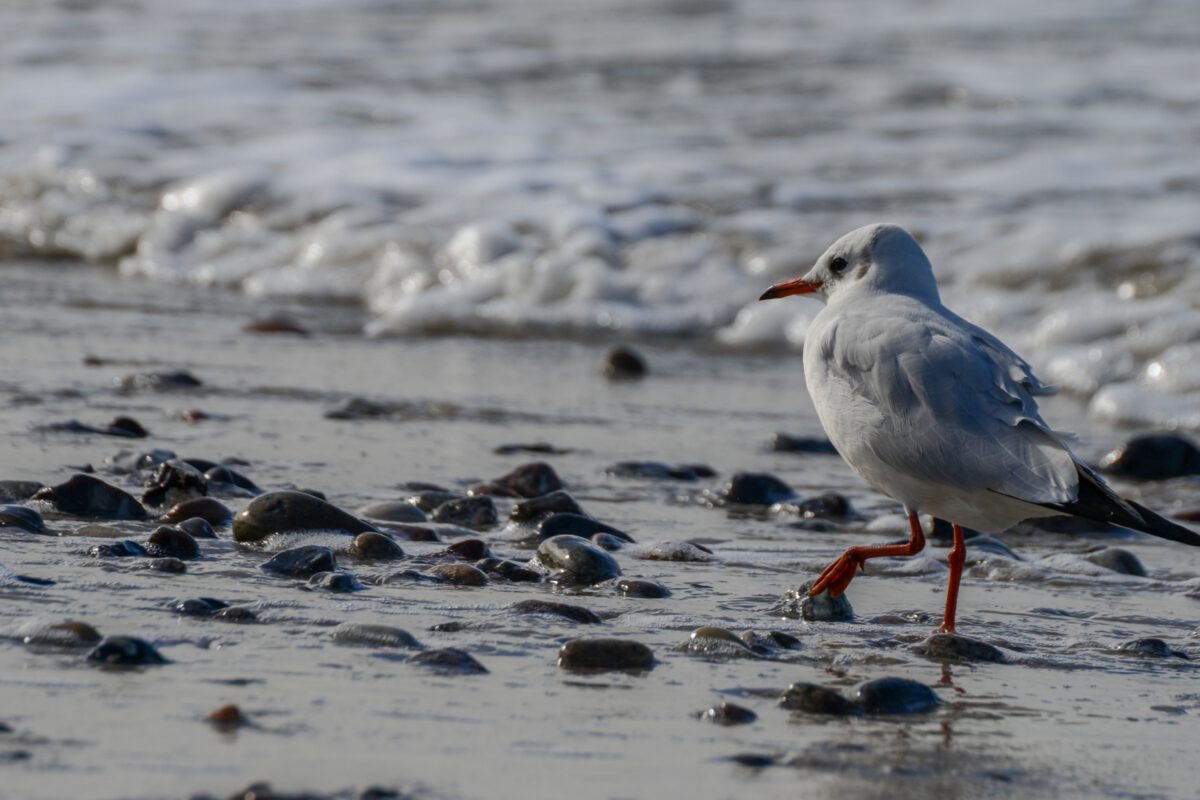 Sonntags in Ahrenshoop