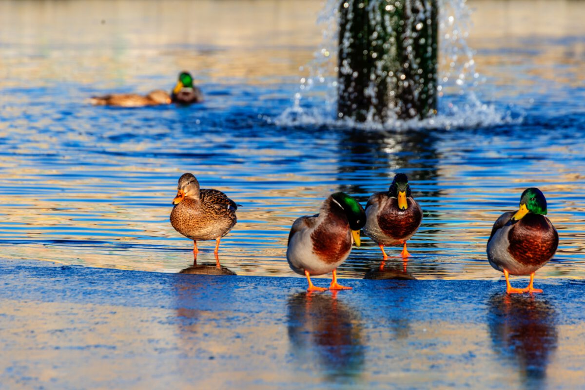 Sonntagmorgen im Park von Sanssouci