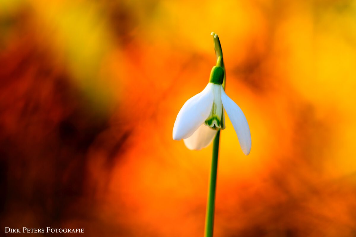 Die erste Frühlingssonne im Garten