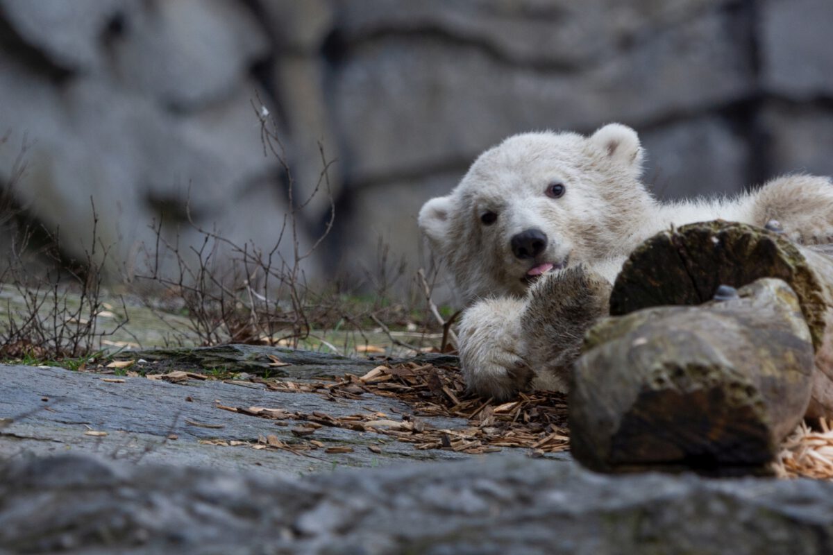 Der neue Star im Berliner Tierpark