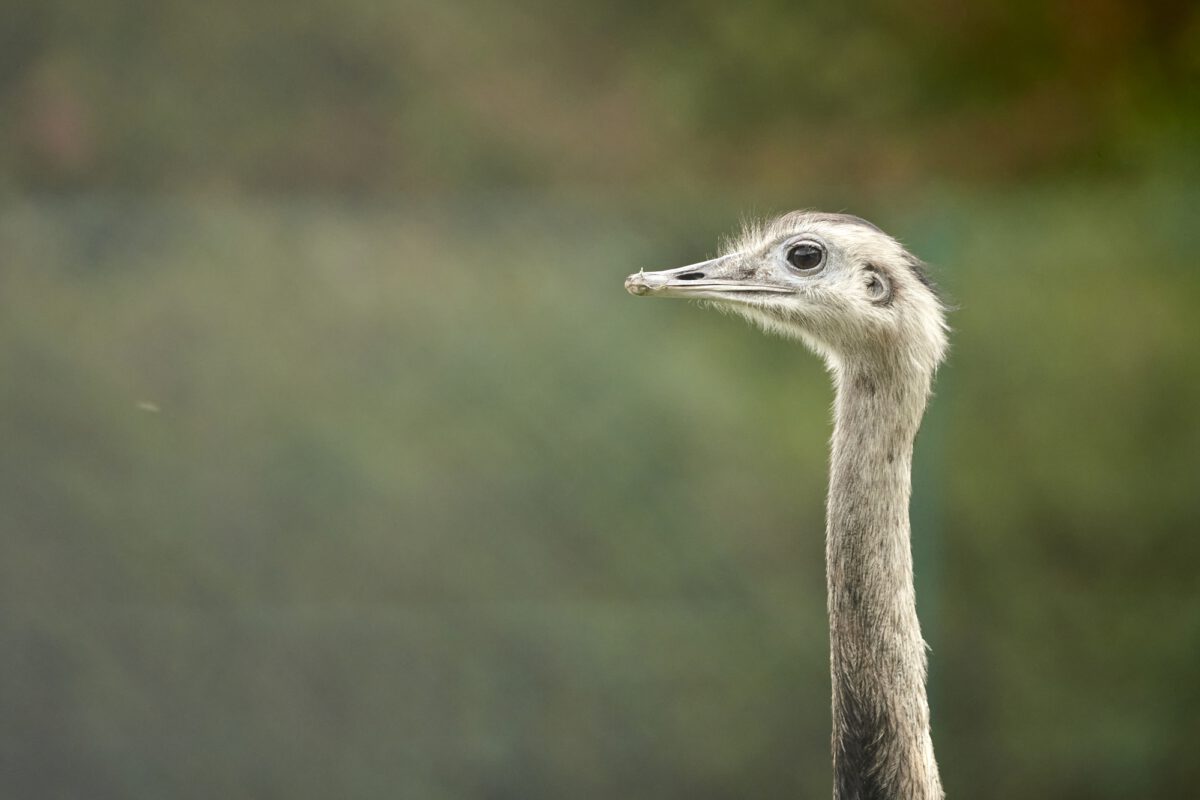 Tiere im Serengeti-Park Hodenhagen