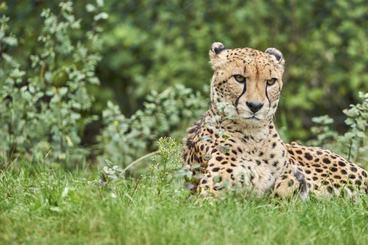 Säugetiere in Zoos und Parks