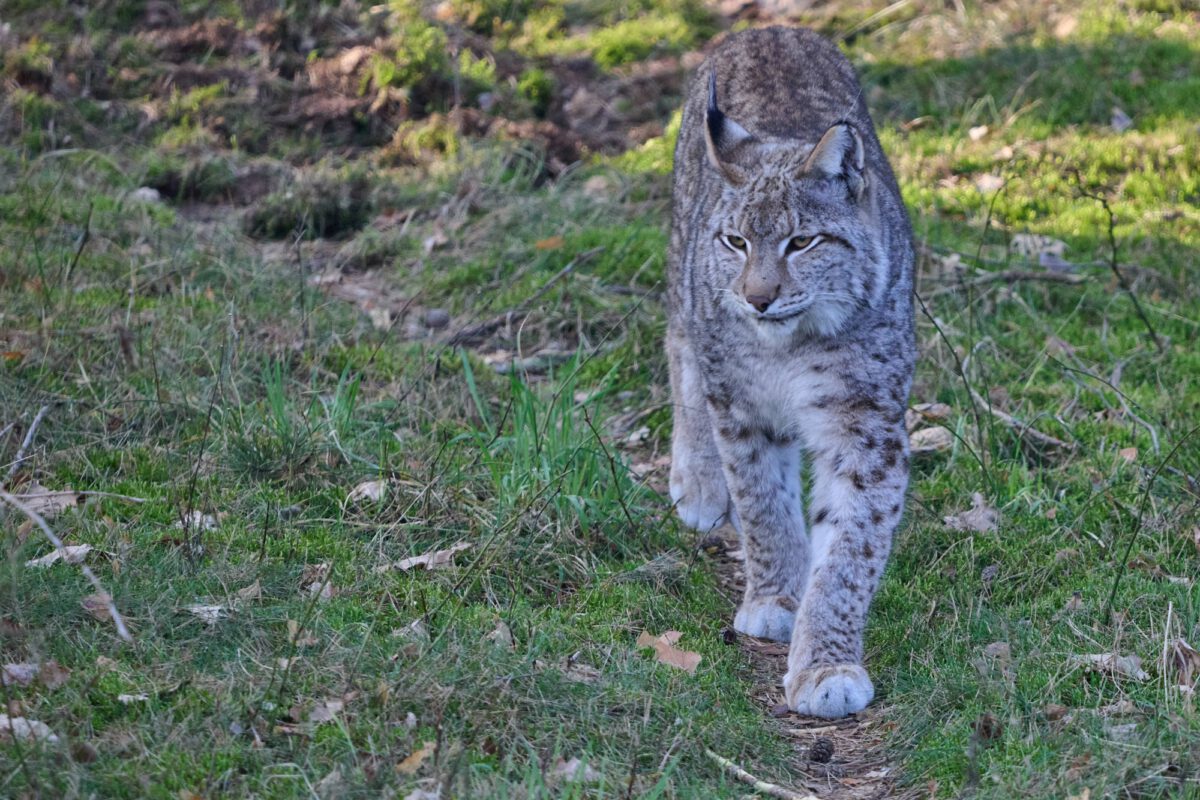 Tiere im Wildpark Schorfheide