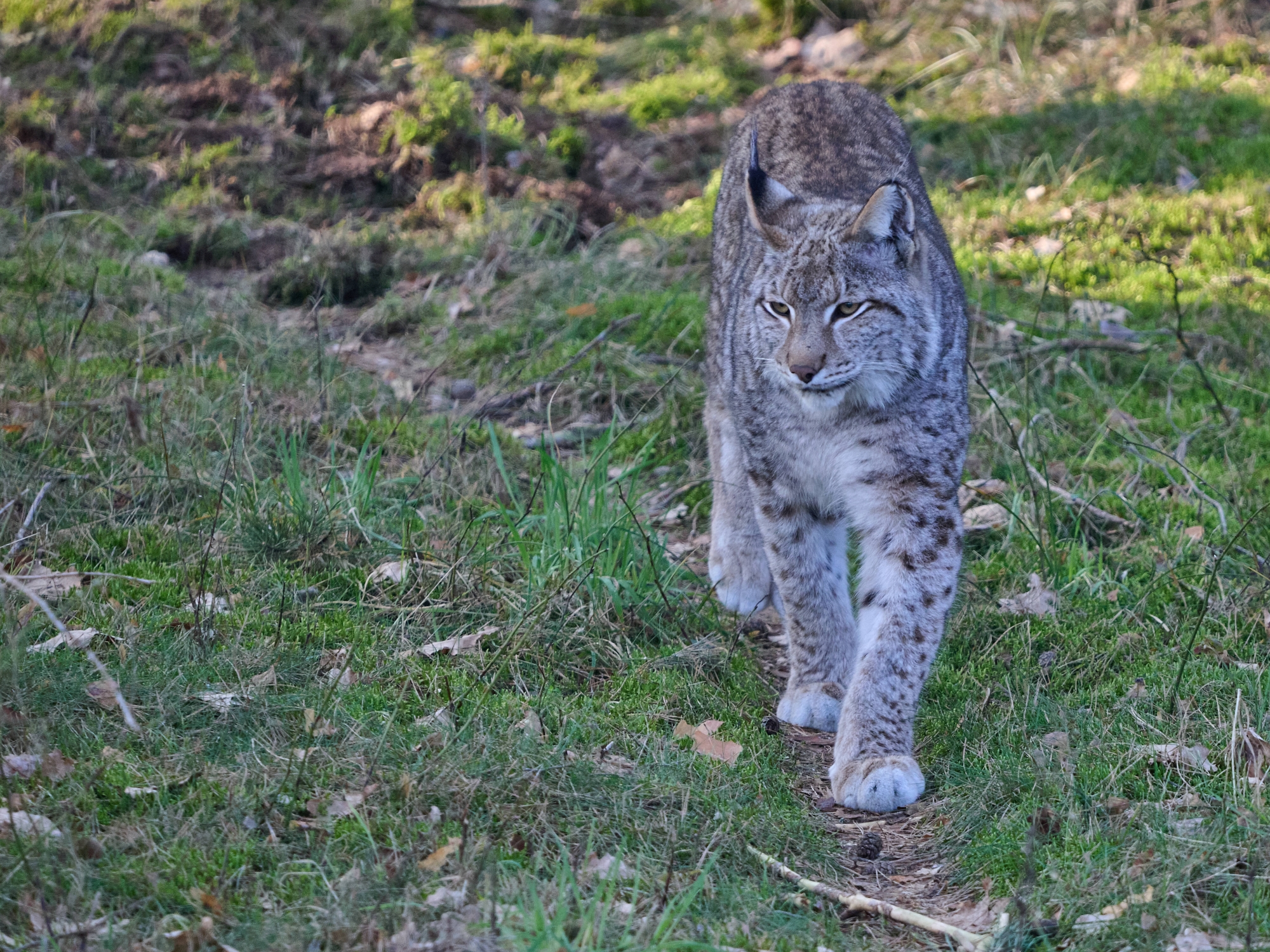 Tiere im Wildpark Schorfheide