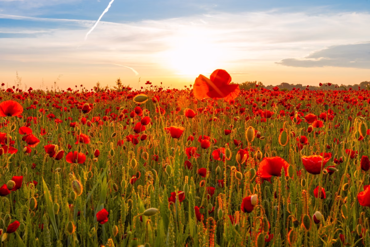 Das Projekt “60 – Die Bilder eines Jahres” ist zu Ende