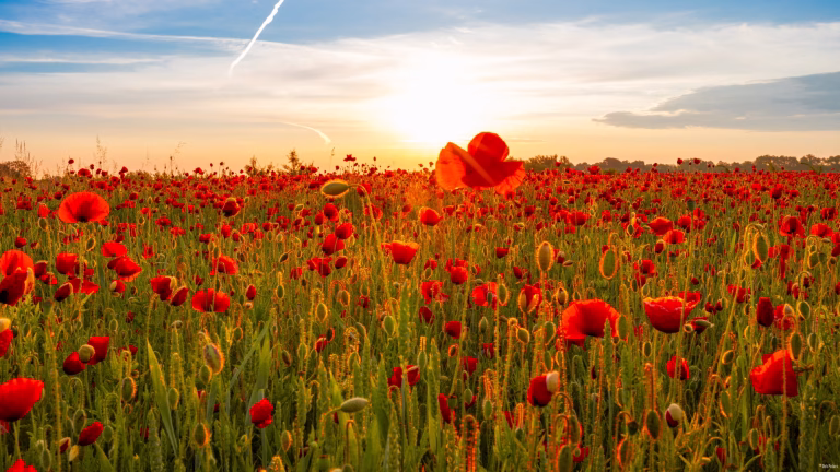 Das Projekt “60 – Die Bilder eines Jahres” ist zu Ende