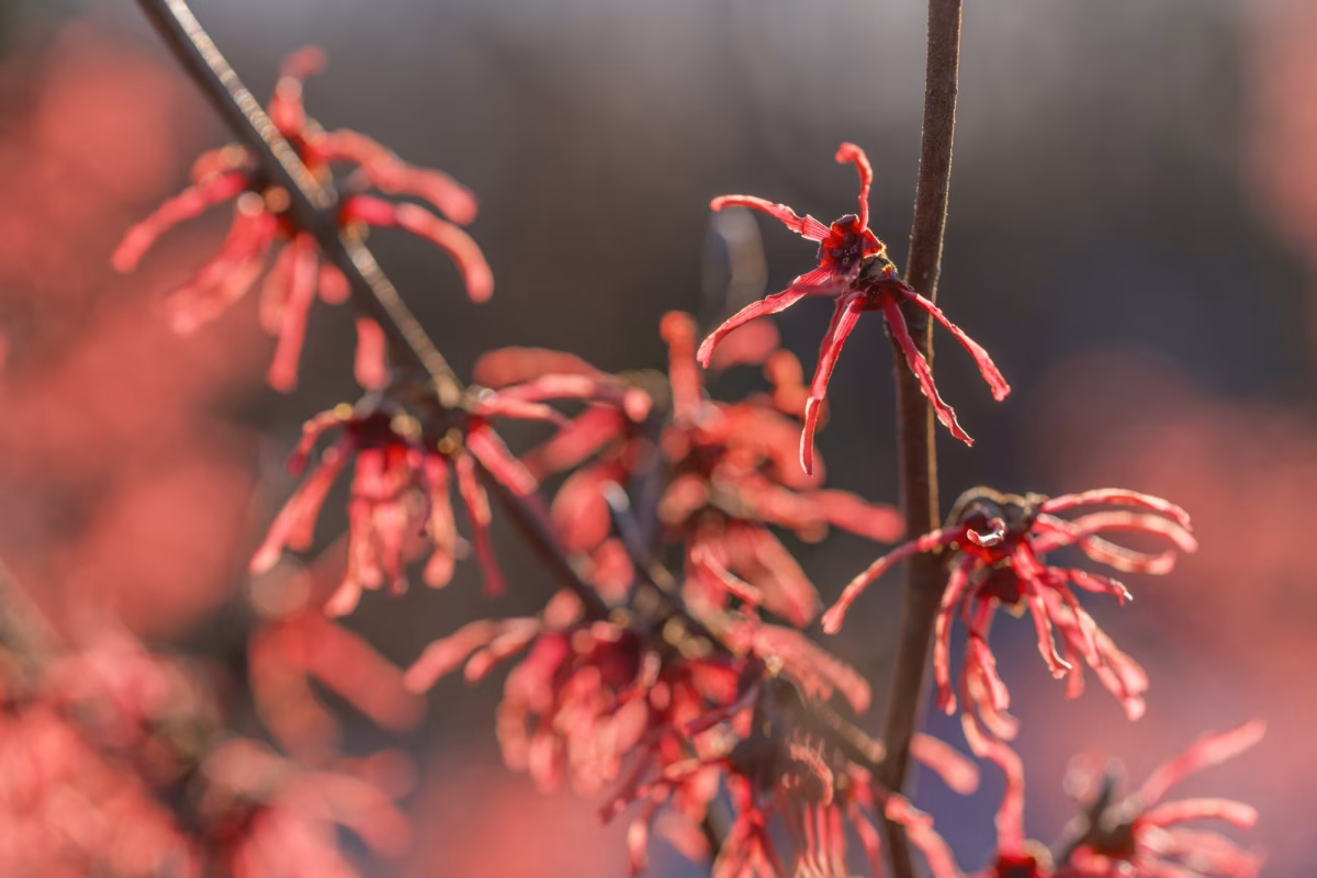 Ein Sigma-Makro an der GFX