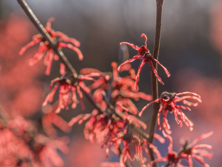 Ein Sigma-Makro an der GFX