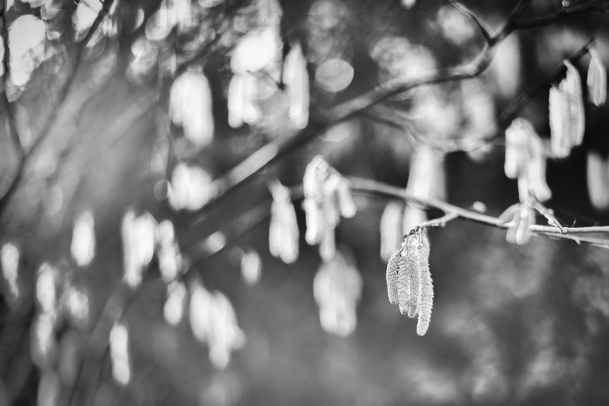 Frühling in Schwarzweiß