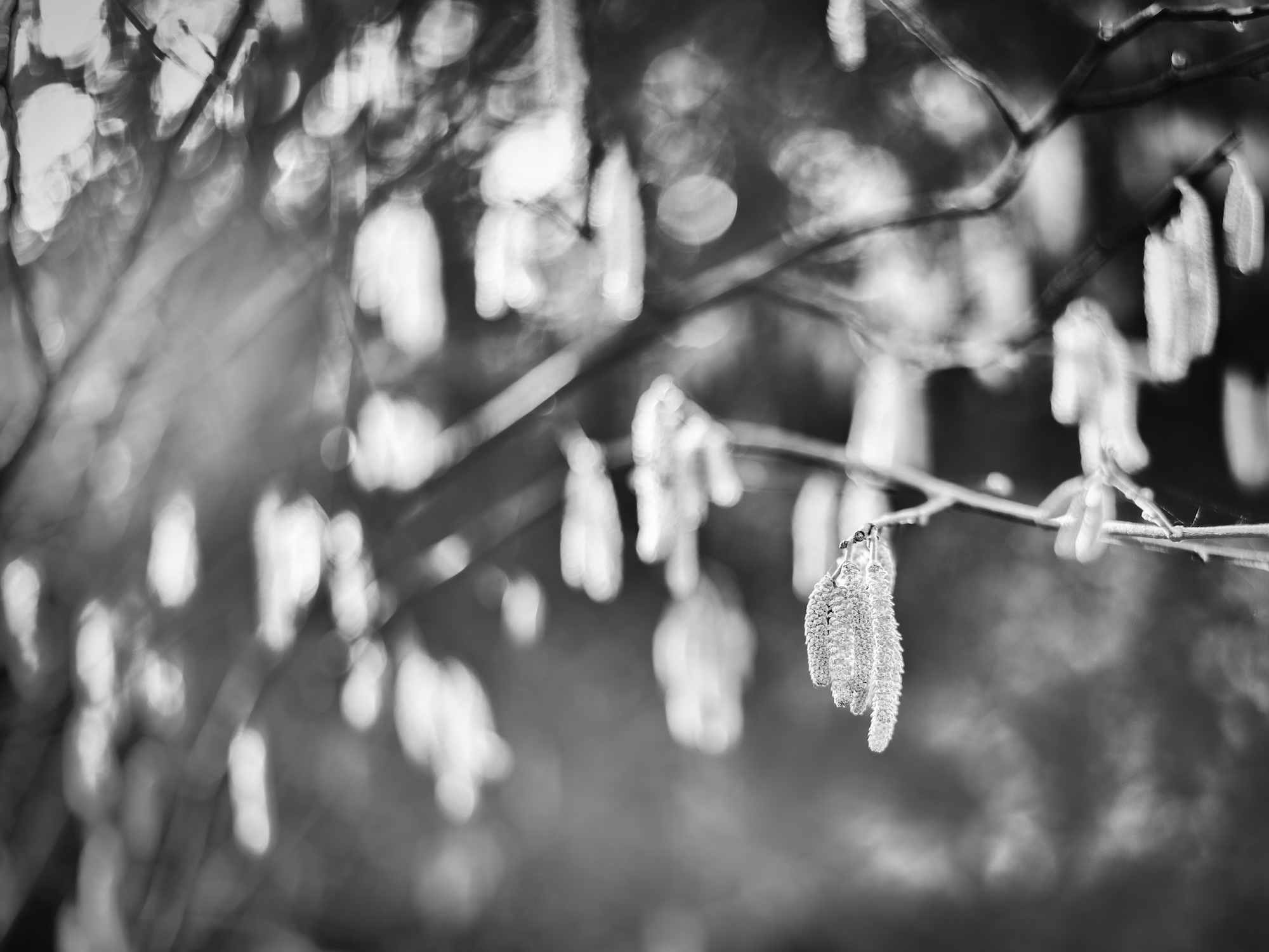 Frühling in Schwarzweiß