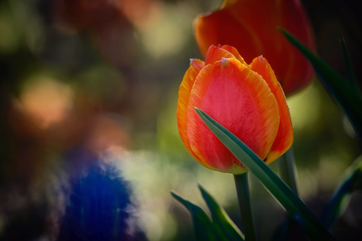 Blüten mit der Nahlinse