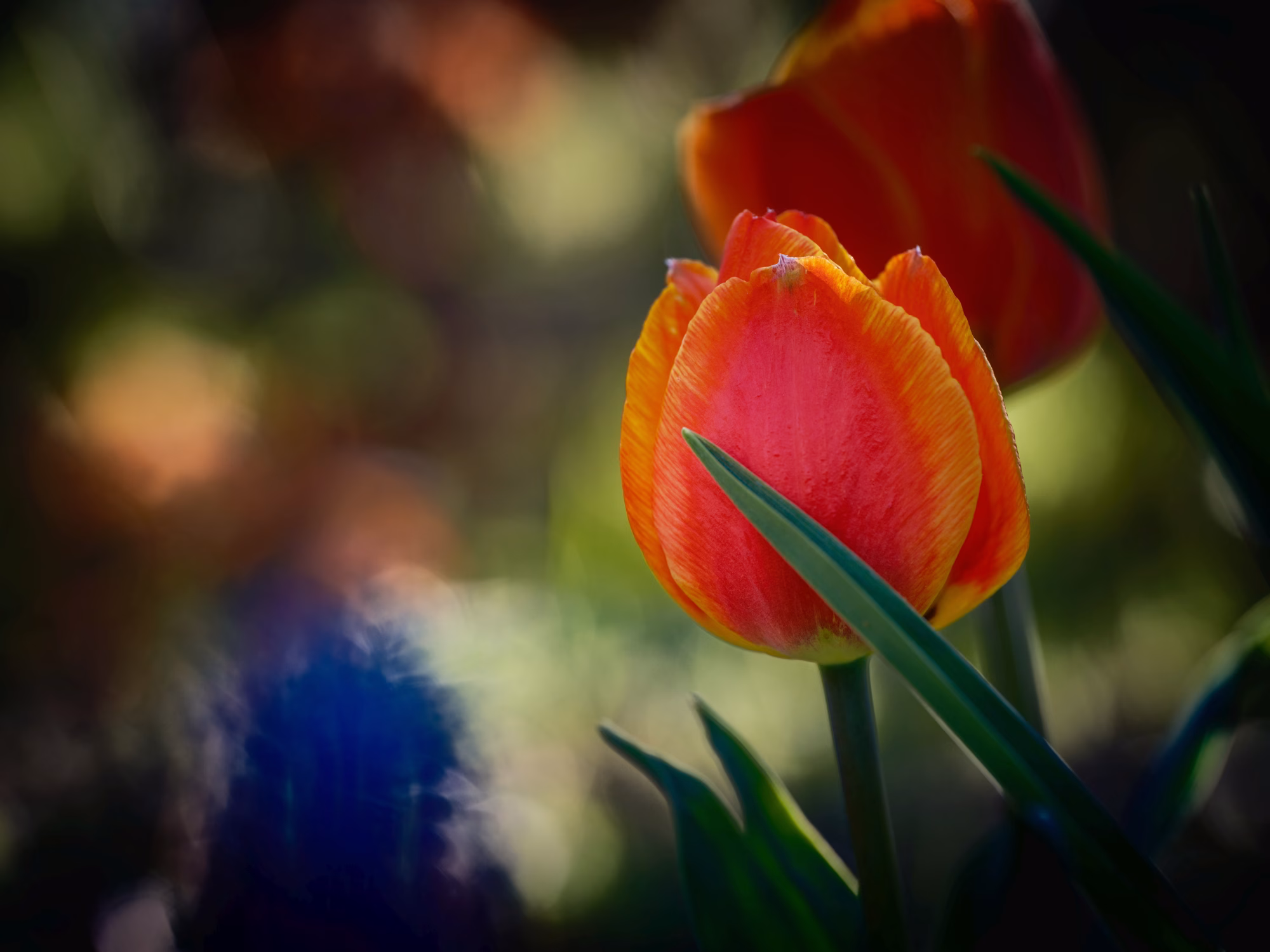 Blüten mit der Nahlinse