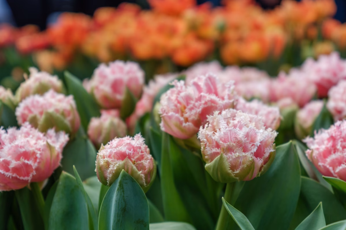 Tulpenfest 2026