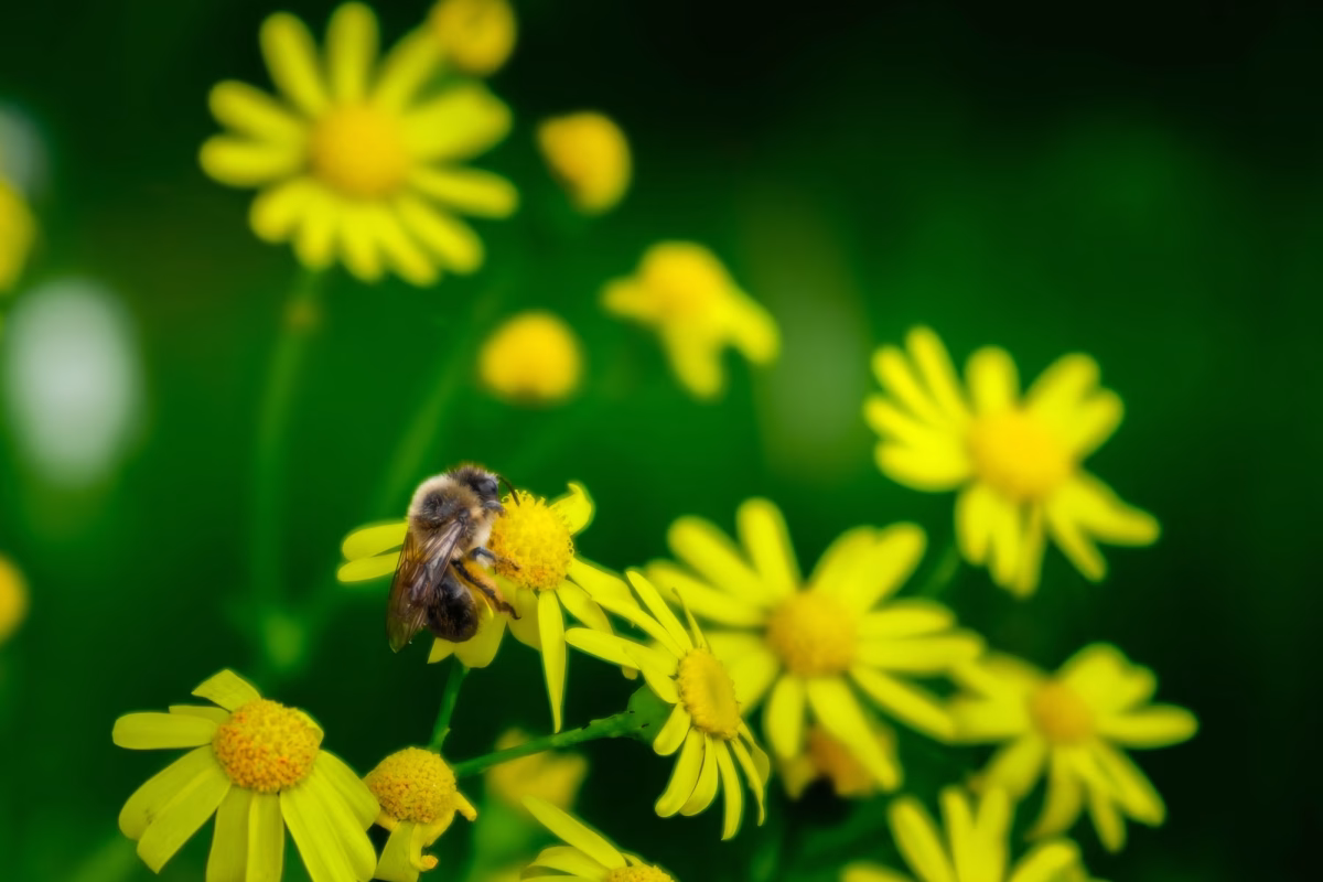Blüten mit der GFX