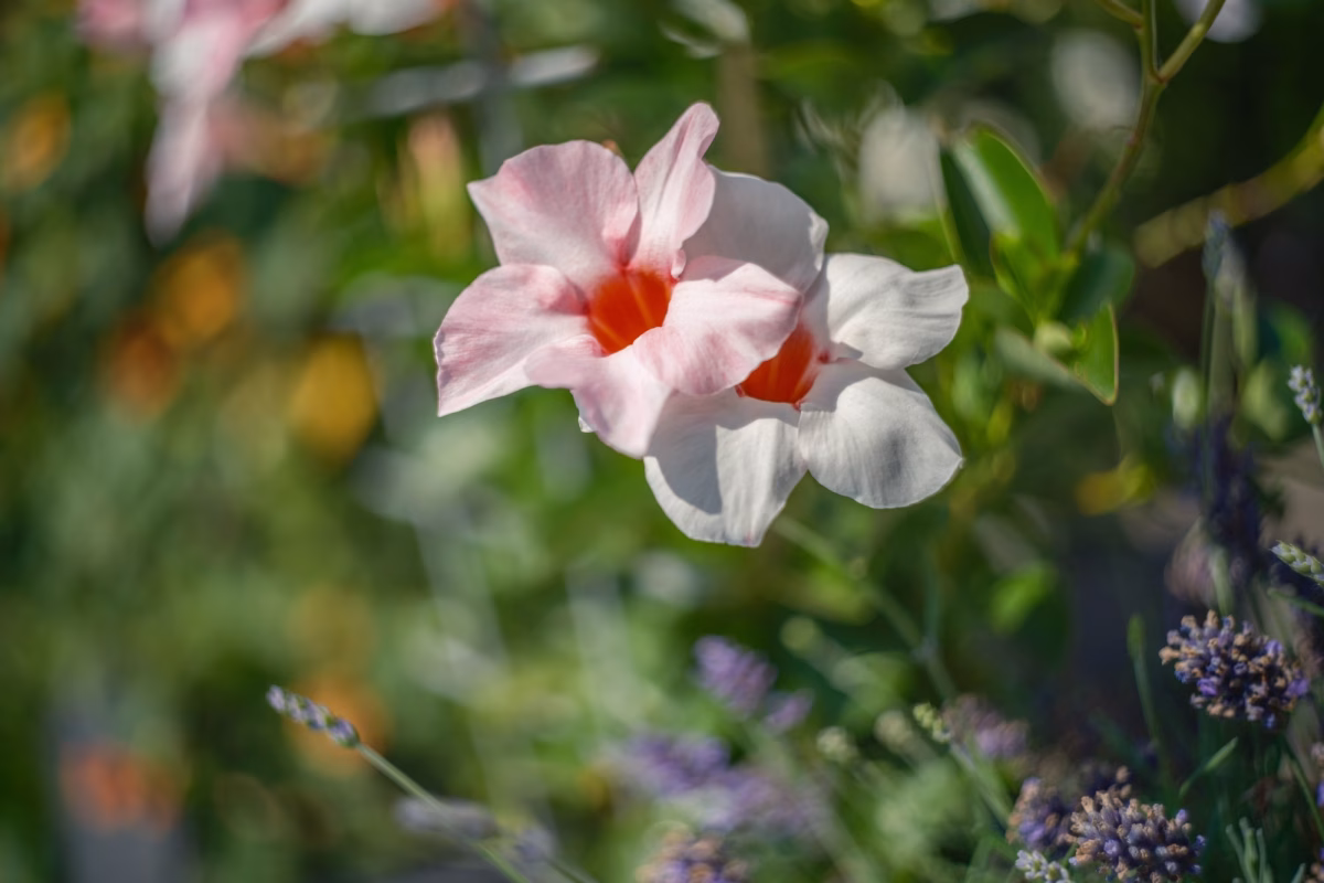Der letzte Heliostest