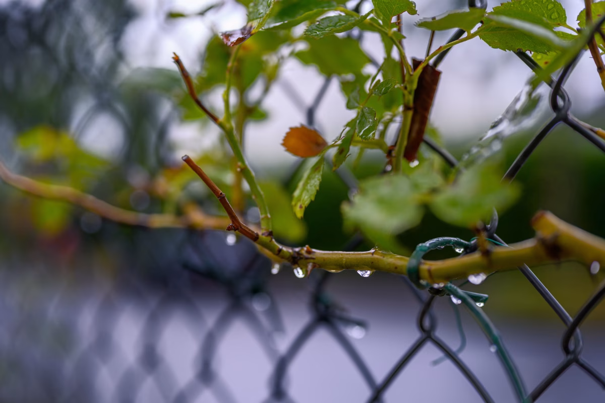 Walking in the rain