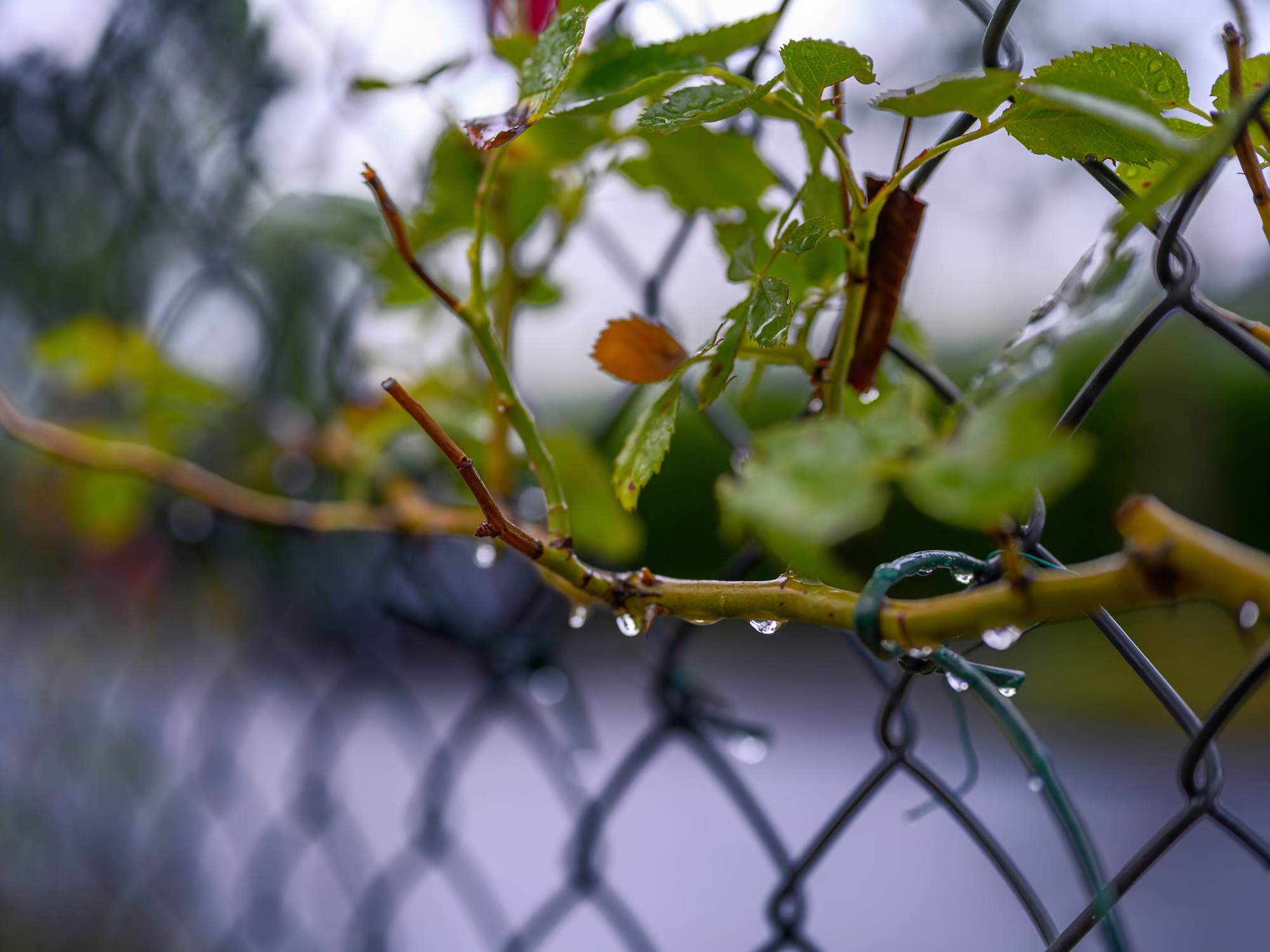 Walking in the rain