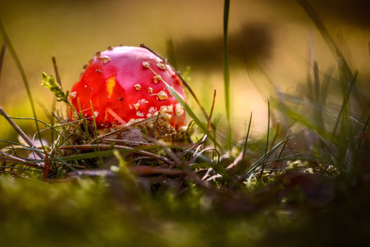 Waldspaziergang